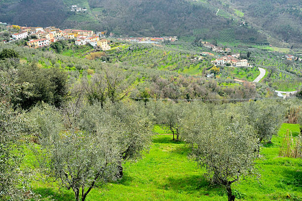 Uliveti sulle colline della Valdinievole